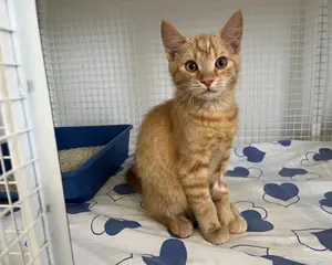 7296-Garfield