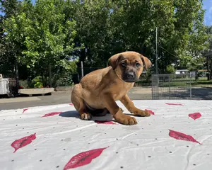 7281-Velvet