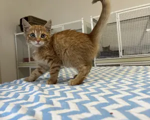 7365-Milo