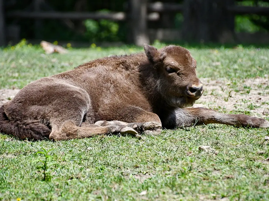Két bölényborjú nevelkedik
