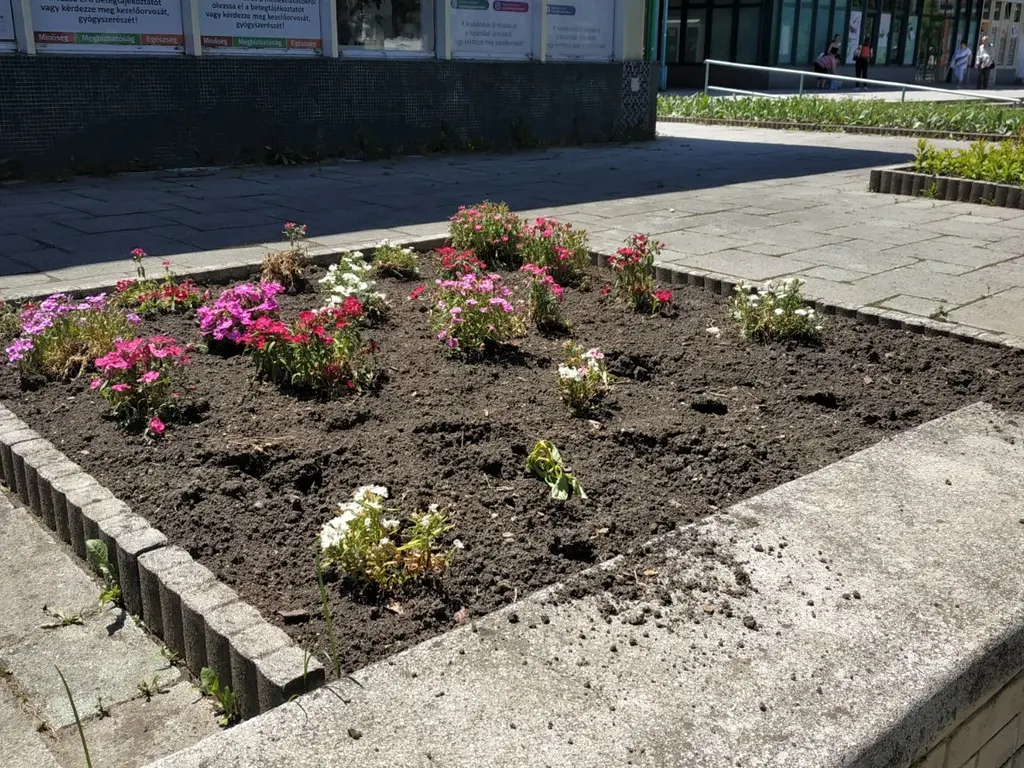 Eltűntek a növények a Győri kapui virágágyásokból