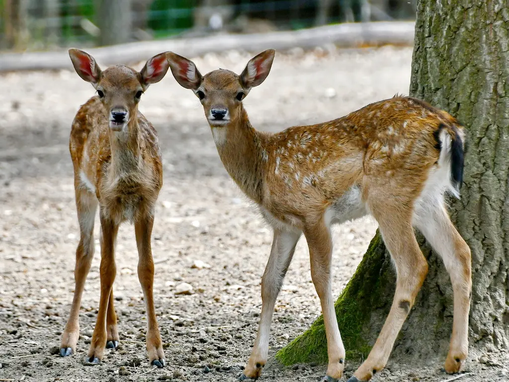 Borjak a dámszarvasoknál