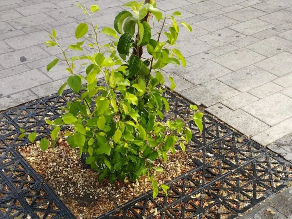 A Centrum Áruház közelében rongálták meg a facsemetét