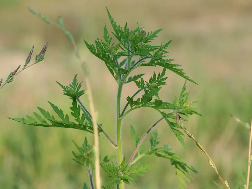 Fotó forrása: pixabay.com