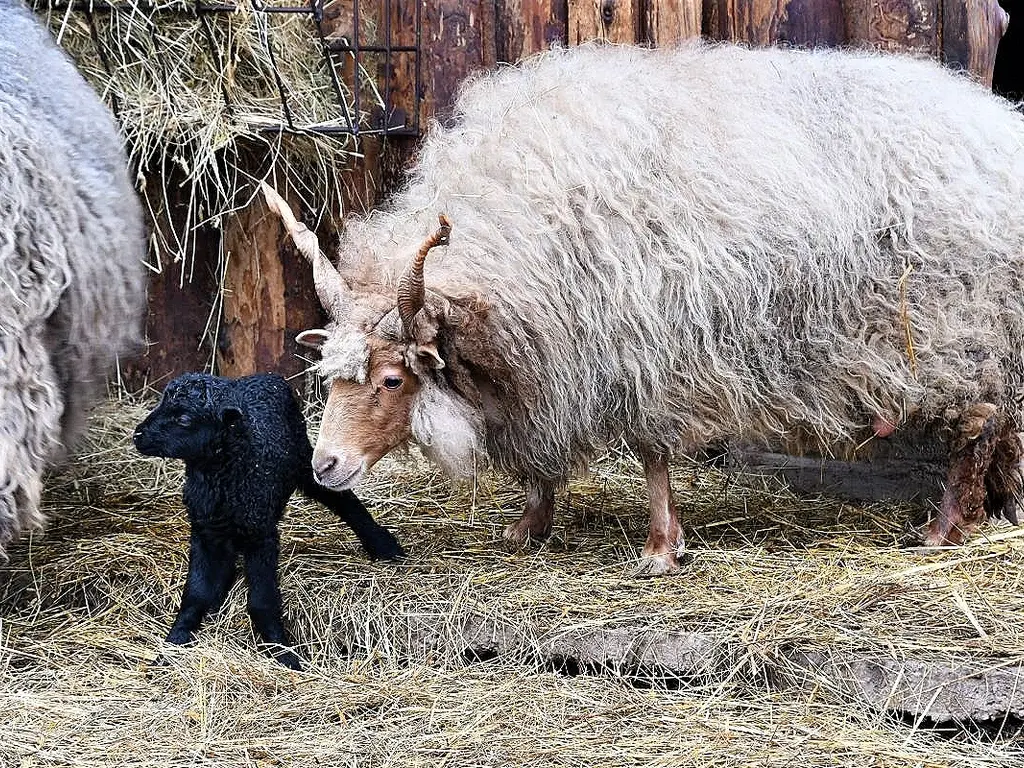 Fekete bárány az év első újszülöttje a Miskolci Állatkertben
