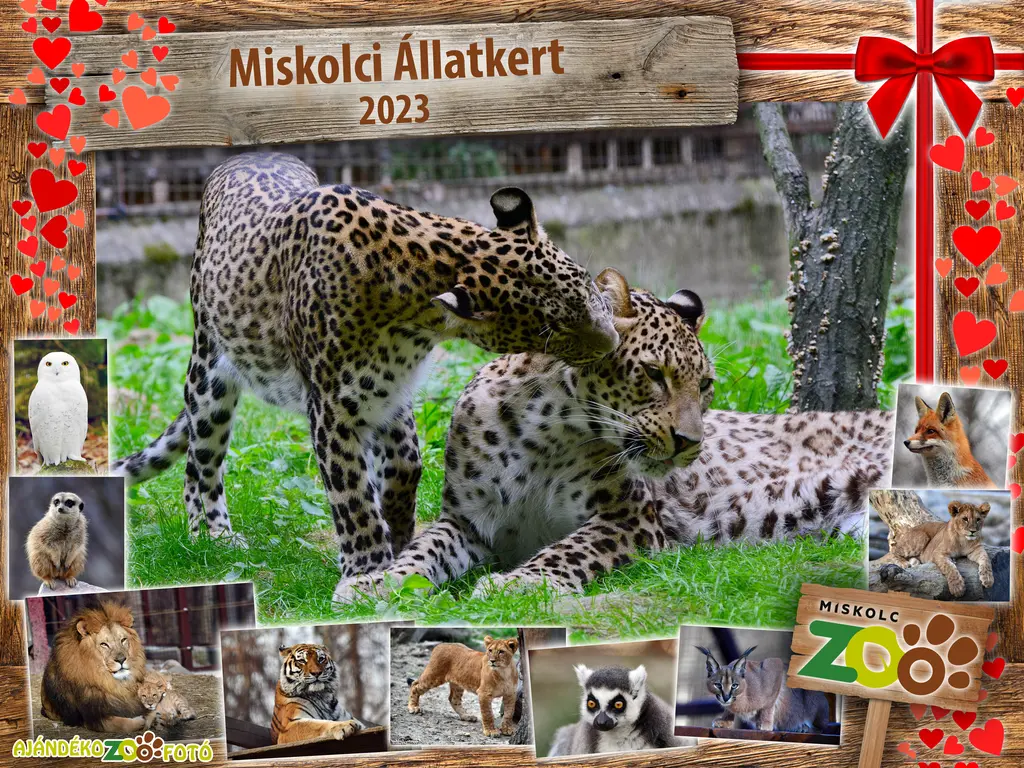 Valentin-napok az állatkertben