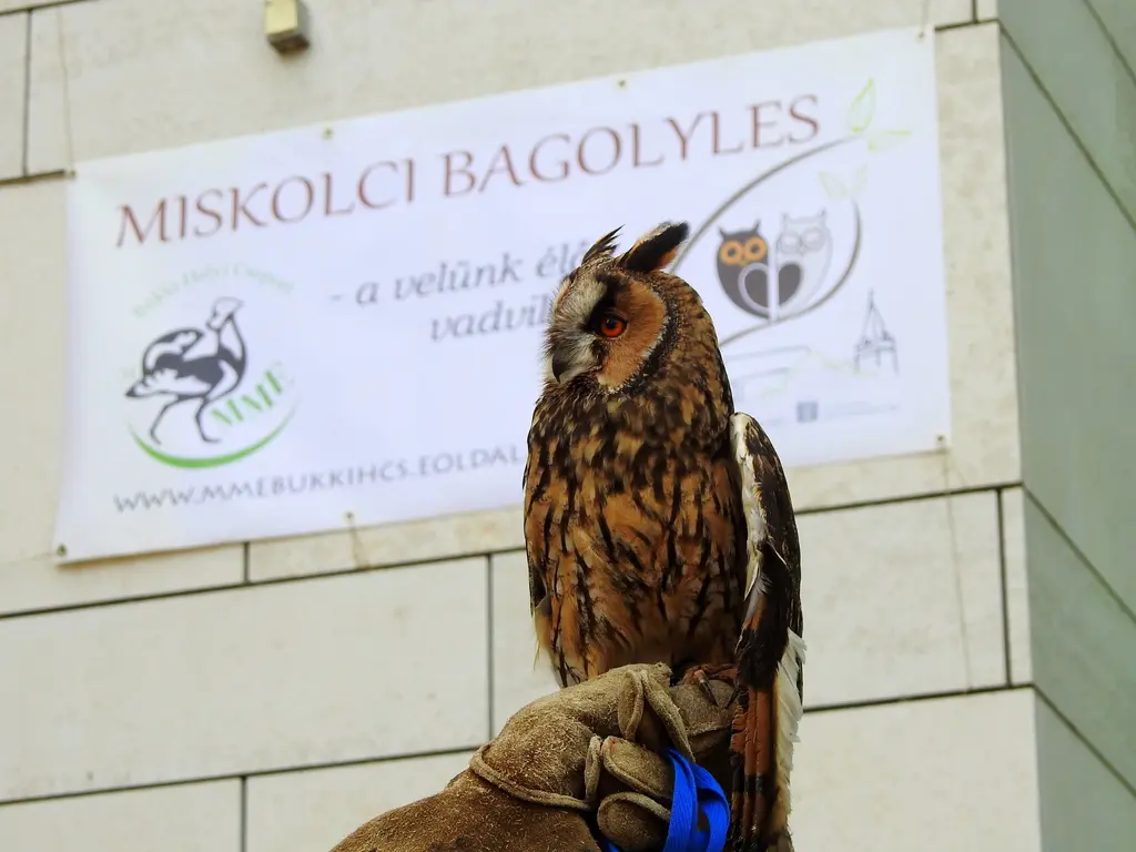 VIII. Miskolci Bagolyles