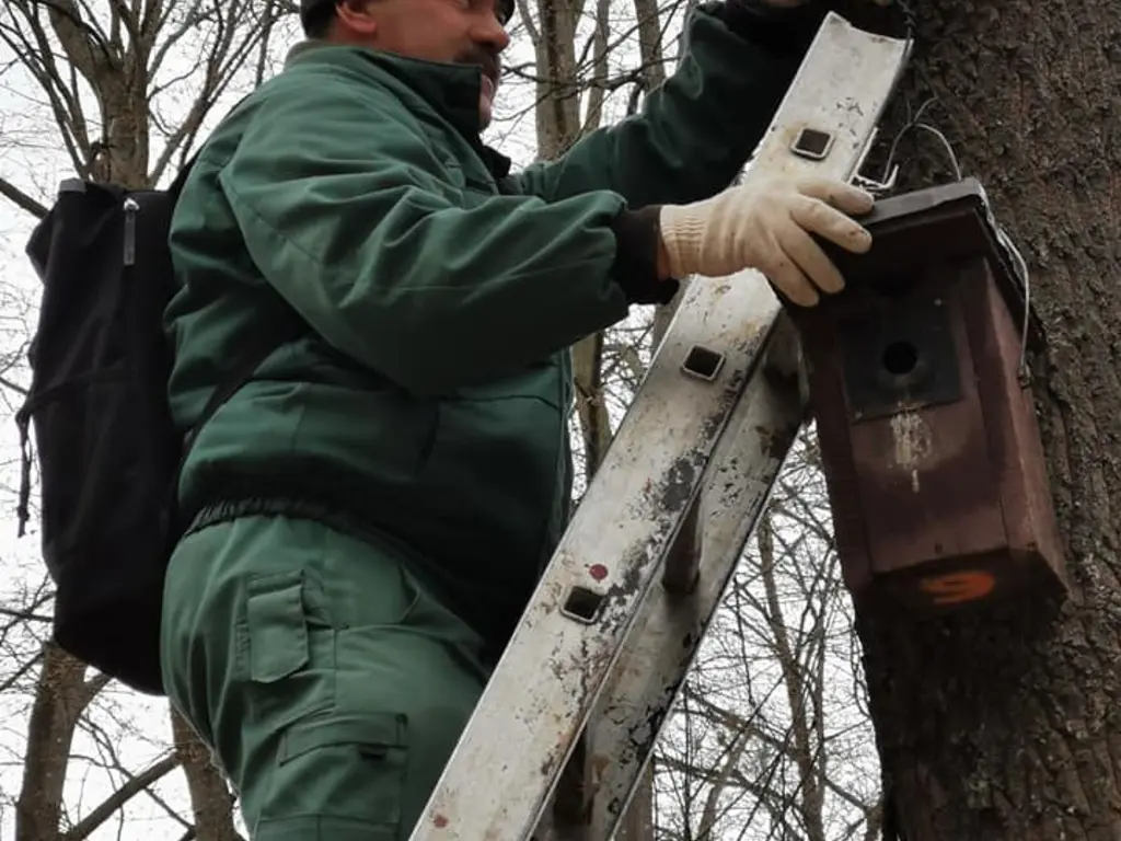 Odútakarítás egy állatkerti fán
