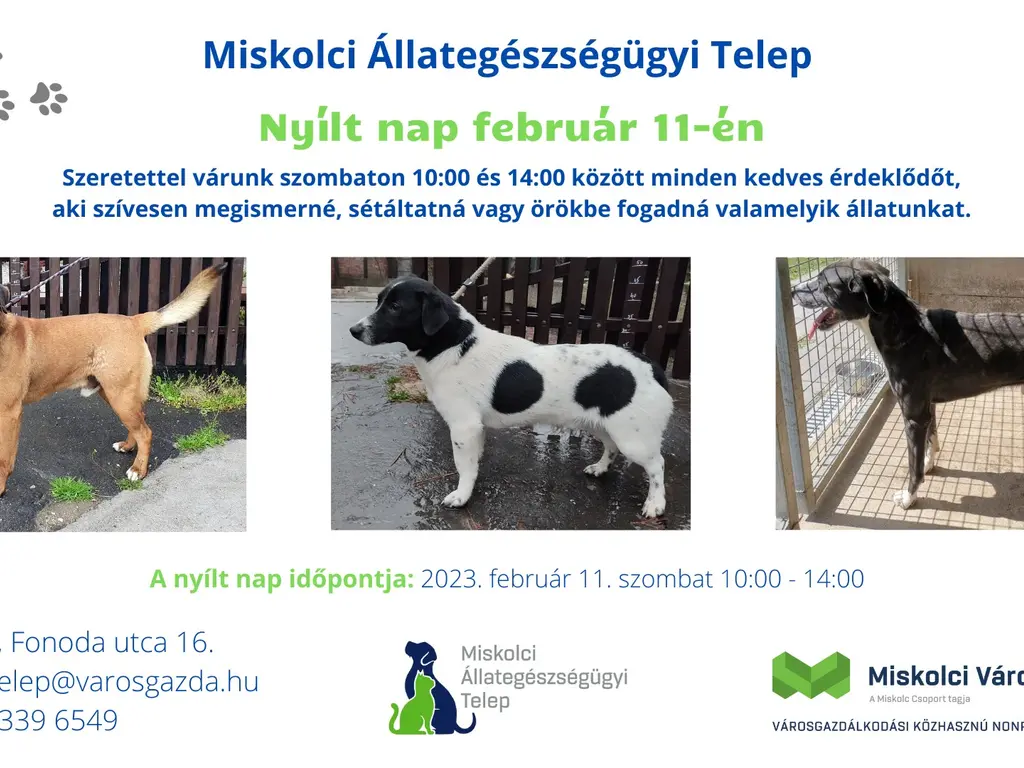 Nyílt nap február 11-én