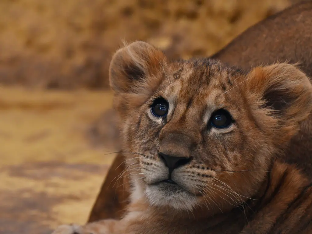 Oroszlán az állatkertben