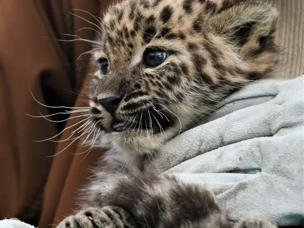 Leopárdkölyök az első orvosi vizsgálatán a Miskolci Állatkertben