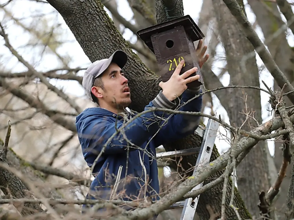 madárodú felhelyezése