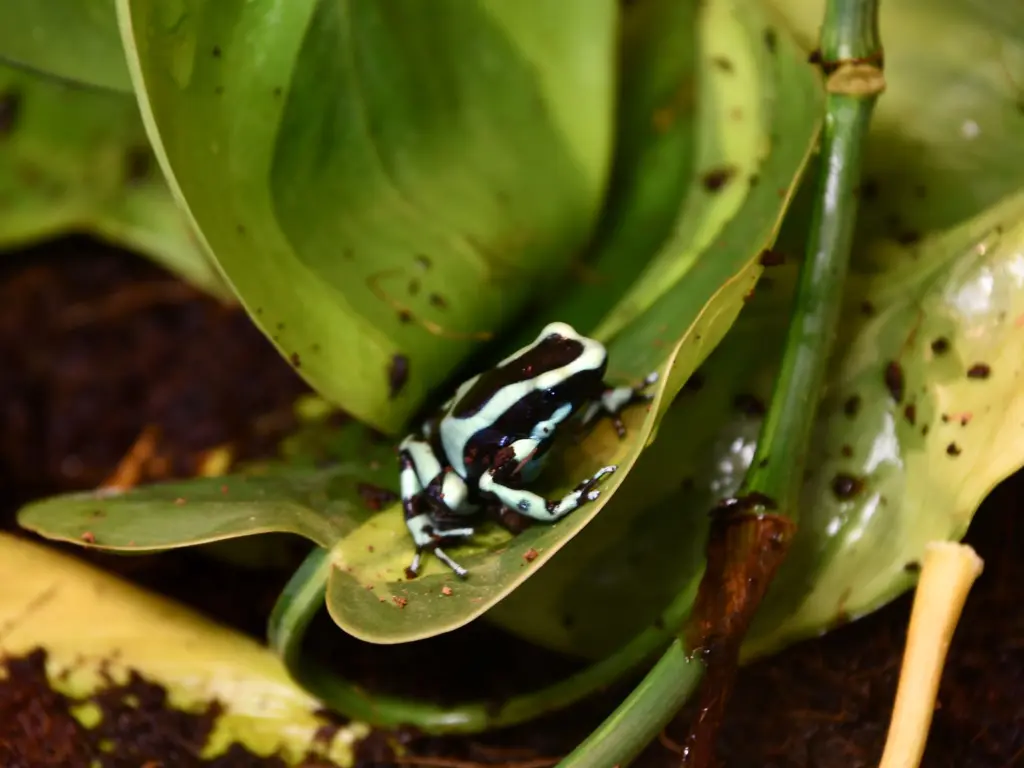 arany fakúszóbéka