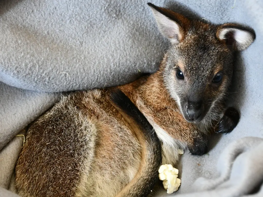 Bennett-kenguru kölyök