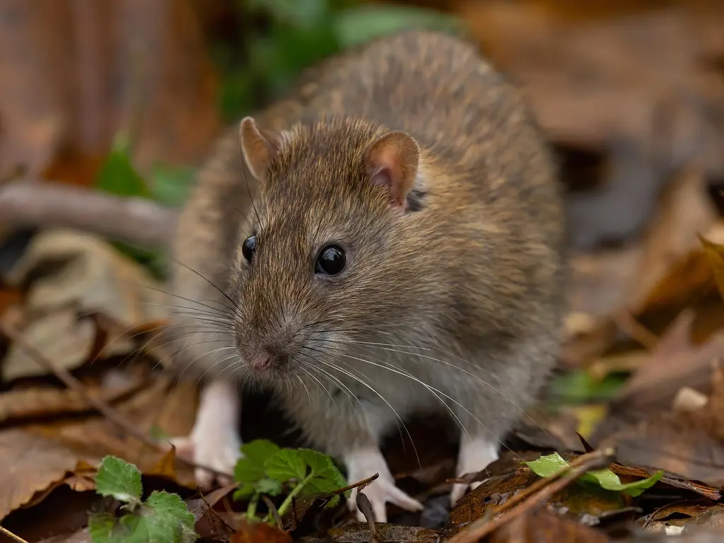 kártevő rágcsáló