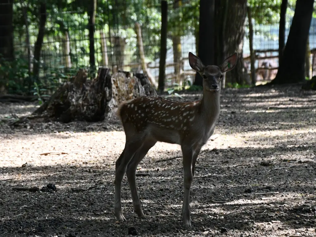 Közép-ázsiai gímszarvas borjú