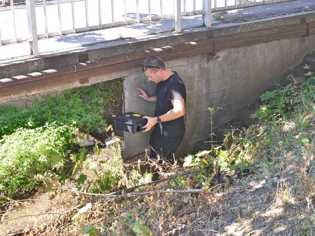 rágcsálóirtás Fotó: Osztie Tibor