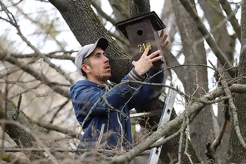 madárodú felhelyezése madárodú felhelyezése