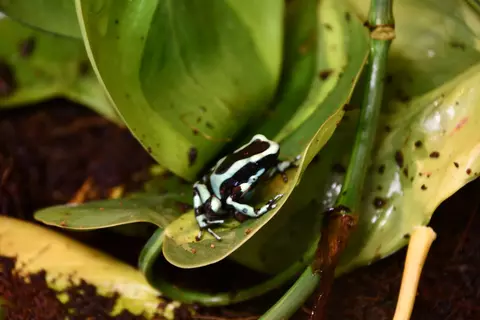 arany fakúszóbéka arany fakúszóbéka