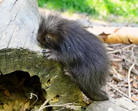 kúszósül bébi kúszósül bébi