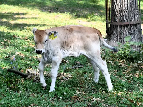 Szürkemarha borjú Szürkemarha borjú