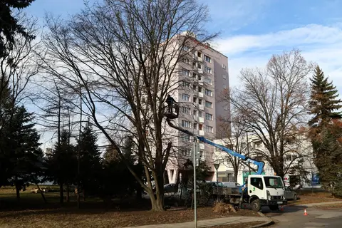 elöregedett fák a kivágása