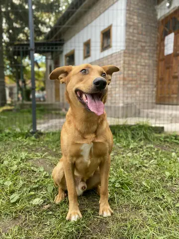 kutya