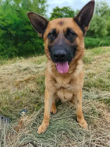 kutya