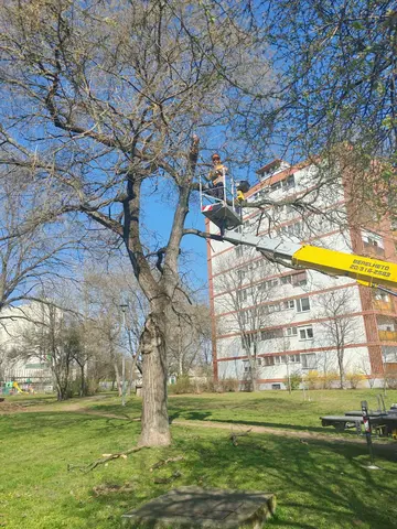 fakivágás