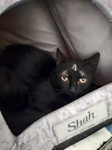 6976-Sabri