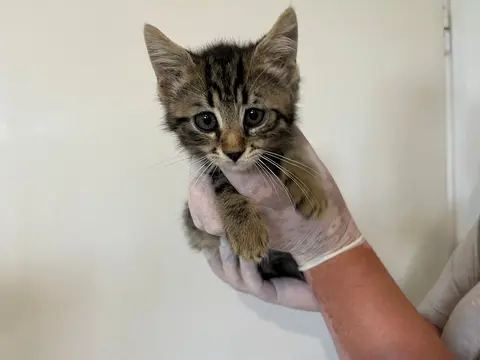 7266-Muki
