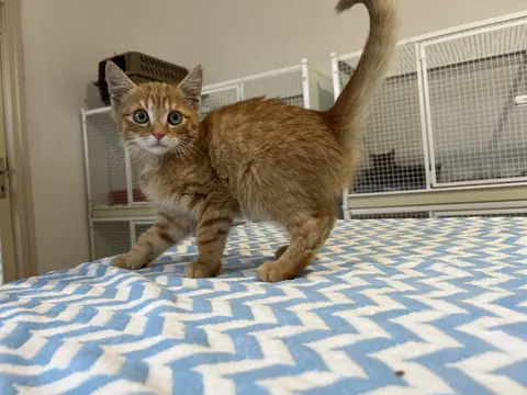 7365-Milo