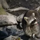 Állatok világnapja a Miskolci Állatkertben