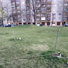Növényrongálás a Tizeshonvédon Növényrongálás a Tizeshonvédon