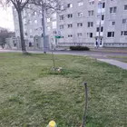 Növényrongálás a Tizeshonvédon Növényrongálás a Tizeshonvédon