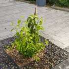 A Centrum Áruház közelében rongálták meg a facsemetét