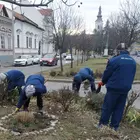 Cserjeápolás  Cserjeápolás