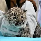 Ramin lett a kisleopárd neve