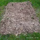 Madárbarát növényeket ültetünk városszerte