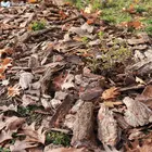 parkosítás Népkert parkosítás Népkert