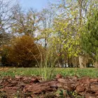 parkosítás Népkert parkosítás Népkert