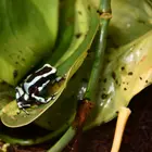 arany fakúszóbéka