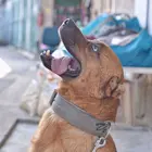 kutya