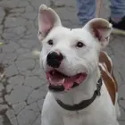 Nyílt nap az Állategészségügyi Telepen