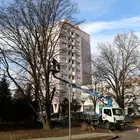 elöregedett fák a kivágása