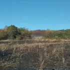 tűz